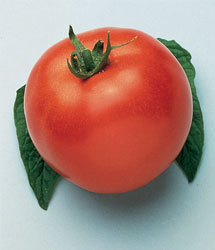 marglobe tomatoes